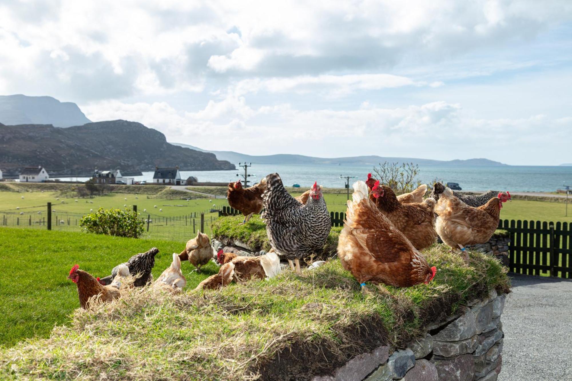 Croft Cottage Ullapool Zewnętrze zdjęcie